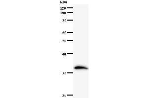 Western Blotting (WB) image for anti-Zinc Finger and SCAN Domain Containing 21 (Zscan21) antibody (ABIN932469) (ZSCAN21 Antikörper)