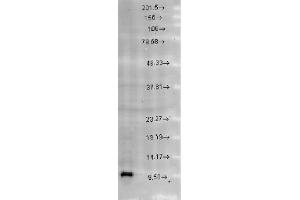 Cpn10 Western Blot. (HSPE1 Antikörper  (C-Term))