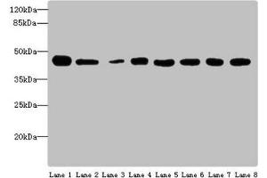 Western blot All lanes: ACTL6A antibody at 4 μg/mL Lane 1: Mouse thymus tissue Lane 2: Mouse spleen tissue Lane 3: Mouse heart tissue Lane 4: Jurkats whole cell lysate Lane 5: K562 whole cell lysate Lane 6: Hela whole cell lysate Lane 7: A549 whole cell lysate Lane 8: MCF-7 whole cell lysate Secondary Goat polyclonal to rabbit IgG at 1/10000 dilution Predicted band size: 48, 44 kDa Observed band size: 48 kDa (BAF53A Antikörper  (AA 1-280))