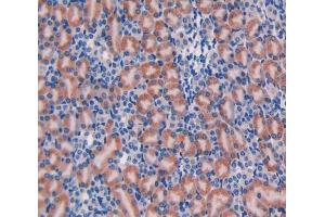 Used in DAB staining on fromalin fixed paraffin-embedded Liver tissue (Galanin Antikörper  (AA 36-123))