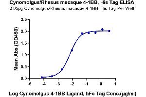 Immobilized Cynomolgus/Rhesus macaque 4-1BB, His Tag at 0. (CD137 Protein (AA 24-186) (His tag))