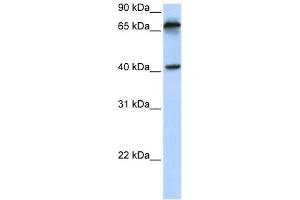 WB Suggested Anti-MICA Antibody Titration:  0. (MICA Antikörper  (N-Term))