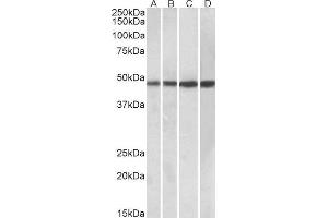 ABIN1590046 (0. (BEND5 Antikörper  (C-Term))