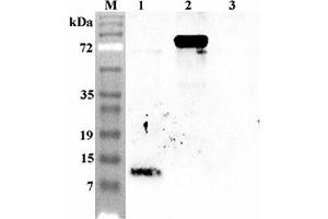 Western blot analysis using anti-Granulin C (human), pAb  at 1:4'000 dilution. (Granulin Antikörper)
