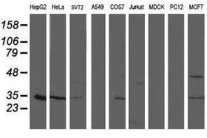 Image no. 2 for anti-Translocase of Outer Mitochondrial Membrane 34 (TOMM34) antibody (ABIN1501470) (TOMM34 Antikörper)