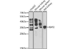 Western blot analysis of extracts of various cell lines, using E antibody (ABIN6127826, ABIN6139905, ABIN6139906 and ABIN6222933) at 1:1000 dilution. (EAF2 Antikörper  (AA 1-170))