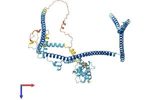 CCDC22 Protein (AA 1-627) (His tag)
