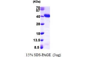 SDS-PAGE (SDS) image for Apurinic/Apyrimidinic Endonuclease 1 (APEX1) (AA 1-318) protein (T7 tag) (ABIN667332)