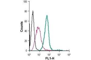 Cell surface detection of CysLTR1 in live intact mouse J774 macrophage cells: (black line) Cells. (CysLTR1 Antikörper  (Extracellular) (FITC))