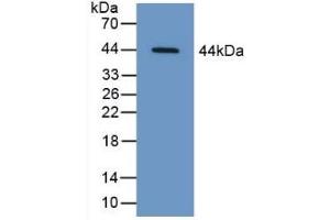 Western Blotting (WB) image for anti-serpin Peptidase Inhibitor, Clade B (Ovalbumin), Member 9 (SERPINB9) (AA 1-376) antibody (ABIN7435502)