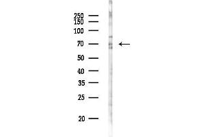 anti-Grainyhead-Like 3 (GRHL3) antibody