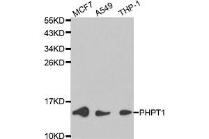 Western blot analysis of extracts of various cell lines, using PHPT1 antibody (ABIN6292129) at 1:1000 dilution.