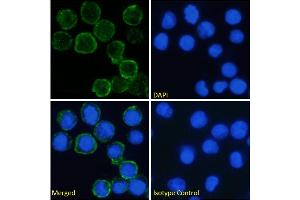 Immunofluorescence staining of fixed U937 cells with anti-CD64 antibody H22. (Rekombinanter FCGR1A Antikörper)
