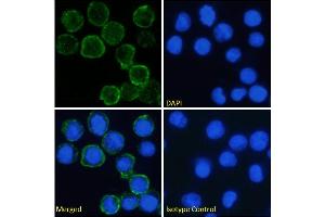 Immunofluorescence (IF) image for anti-Fc Fragment of IgG, High Affinity Ia, Receptor (CD64) (FCGR1A) antibody (ABIN7072384)