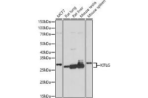 Western blot analysis of extracts of various cell lines, using KITLG antibody (ABIN6128159, ABIN6142901, ABIN6142902 and ABIN6221323) at 1:1000 dilution. (KIT Ligand Antikörper  (AA 26-214))