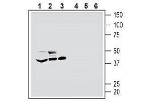 Western blot analysis of mouse BV-2 microglia cell line lysate (lanes 1 and 4), human THP-1 monocytic leukemia cell line lysate (lanes 2 and 5) and human MEG-01 megakaryoblastic leukemia cell line lysate (lanes 3 and 6): - 1-3. (HTR7 Antikörper  (Extracellular, N-Term))