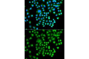 Immunofluorescence analysis of A549 cells using PRKACG antibody (ABIN5975722). (PRKACG Antikörper)