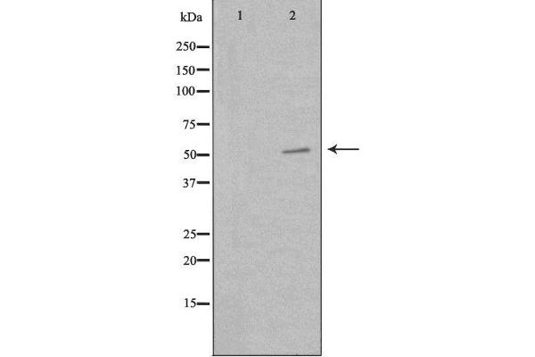 PKNOX2 antibody  (C-Term)