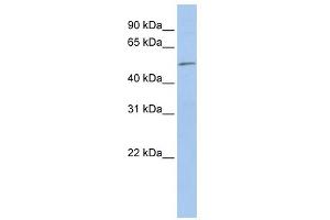 WB Suggested Anti-EIF5 Antibody Titration: 0.