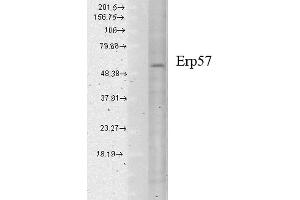 Western Blot analysis of Human cell lysates showing detection of Erp57 protein using Mouse Anti-Erp57 Monoclonal Antibody, Clone Map. (PDIA3 Antikörper  (PerCP))