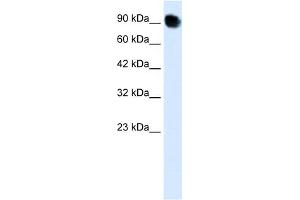 MED16 Antikörper  (C-Term)