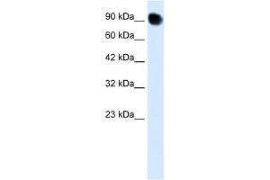 WB Suggested Anti-THRAP5 Antibody Titration:  0. (MED16 Antikörper  (C-Term))
