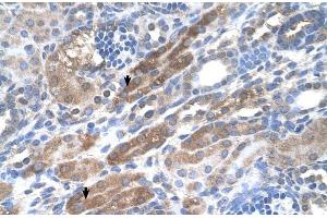Human kidney (KIAA0319 Antikörper  (N-Term))