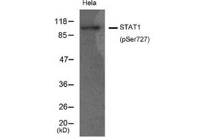 Western blot analysis of extracts from Hela cells using STAT1(Phospho-Ser727) Antibody. (STAT1 Antikörper  (pSer727))