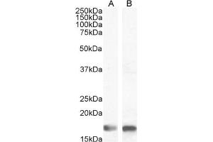Western Blotting (WB) image for anti-Ionized Calcium-binding Adapter Molecule 1 (IBA1) (C-Term) antibody (ABIN184738)