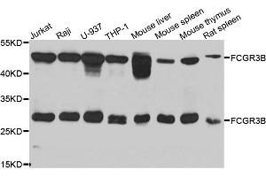 Western blot analysis of extracts of various cell lines, using FCGR3B antibody (ABIN5975220) at 1/1000 dilution. (FCGR3B Antikörper)