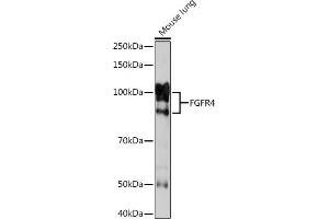 Western blot analysis of extracts of Mouse lung, using FGFR4 Rabbit mAb (ABIN7267193) at 1:1000 dilution. (FGFR4 Antikörper)