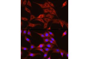 Immunofluorescence analysis of NIH/3T3 cells using TRIM4 Rabbit pAb (ABIN7270999) at dilution of 1:250 (40x lens). (TRIM4 Antikörper  (AA 1-280))
