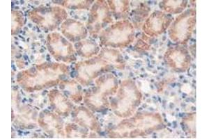 IHC-P analysis of Mouse Kidney Tissue, with DAB staining. (PTPRJ Antikörper  (AA 567-842))