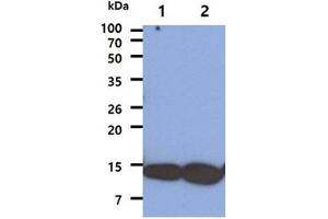 The Cell lysates (40ug) were resolved by SDS-PAGE, transferred to PVDF membrane and probed with anti-human COX5A antibody (1:1000). (COX5A Antikörper)