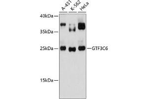 Western blot analysis of extracts of various cell lines, using GTF3C6 antibody (ABIN6133328, ABIN6141520, ABIN6141521 and ABIN6217157) at 1:3000 dilution. (GTF3C6 Antikörper  (AA 1-213))