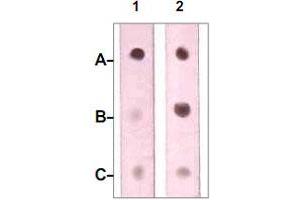 Dot Blot : 1 ug peptide was blot onto NC membrane. (Neurofibromin 1 Antikörper  (pSer2741))