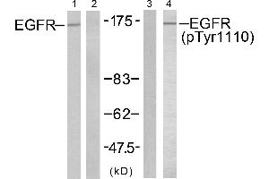 Western blot analysis of extracts from A431 cells untreated or treated with EGF (200ng/ml, 10mins), using EGFR (Ab-1110) antibody (Line 1 and 2) and EGFR (Phospho-Tyr1110) antibody (Line 3 and 4). (EGFR Antikörper  (pTyr1110))