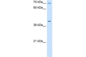 Western Blotting (WB) image for anti-Cytochrome C Oxidase Assembly Homolog 15 (COX15) antibody (ABIN2462983) (COX15 Antikörper)