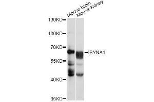 Western blot analysis of extracts of various cell lines, using ISYNA1 antibody (ABIN5996670) at 1/1000 dilution. (ISYNA1 Antikörper)