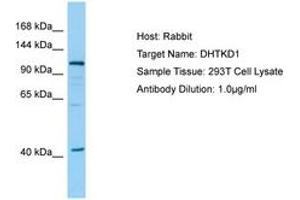 Image no. 1 for anti-Dehydrogenase E1 and Transketolase Domain Containing 1 (DHTKD1) (AA 126-175) antibody (ABIN6749954)