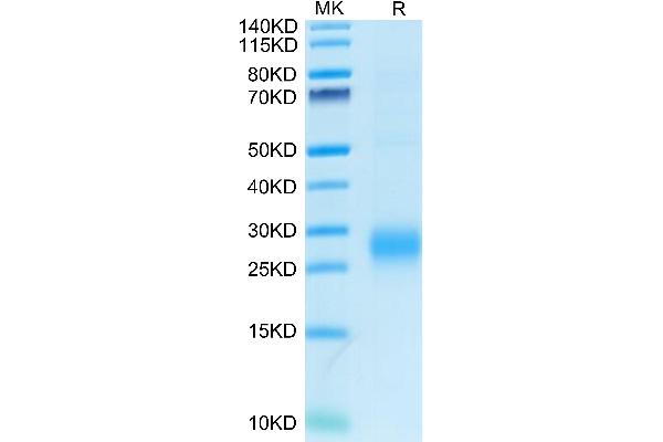 ACVRL1 Protein (AA 22-118) (His tag)