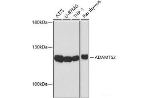 Western blot analysis of extracts of various cell lines using ADAMTS2 Polyclonal Antibody at dilution of 1:1000. (Adamts2 Antikörper)