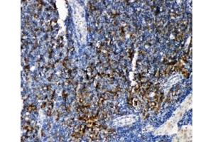 IHC-P: TRAF4 antibody testing of rat lymphonodus tissue.