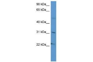 WB Suggested Anti-SCG3 Antibody Titration: 0.