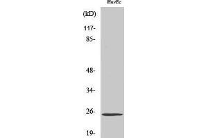 Western Blotting (WB) image for anti-Transcription Elongation Factor A (SII)-Like 6 (TCEAL6) (Internal Region) antibody (ABIN3187202)