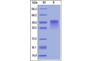 Biotinylated Mouse OX40, His,Avitag on  under reducing (R) condition. (TNFRSF4 Protein (AA 20-211) (His tag,AVI tag,Biotin))