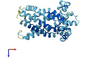 SLC25A15 Protein (AA 1-301) (His tag)