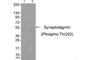 Western blot analysis of extracts from colo cells (Lane 2), using Synaptotagmin (Phospho-Thr202) Antibody. (SYT1 Antikörper  (pThr202))