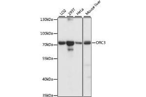 Western blot analysis of extracts of various cell lines, using ORC3 antibody (ABIN7269112) at 1:1000 dilution. (ORC3 Antikörper  (AA 1-240))