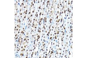 Immunohistochemistry of paraffin-embedded mouse stomach using FOX Rabbit pAb (5278) at dilution of 1:100 (40x lens).
